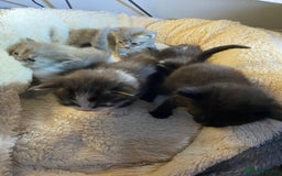 British Shorthair cats for sale: Rag doll cross breads  - Image 7
