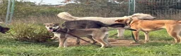 Mixed Breed dogs for adoption: Rosie - Norwich Norfolk  - Advert 6