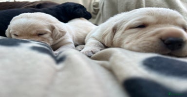 Labrador Retriever dogs - Advert 1