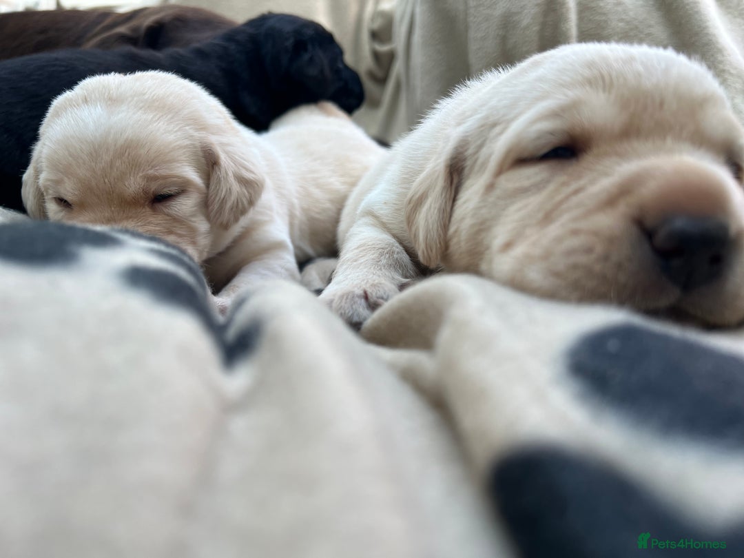 Labrador Retriever dogs for sale: Bailey May - Image 3