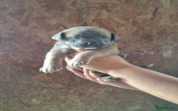 Mixed Breed dogs for sale: Belgian malinois/ border collie  - Image 33