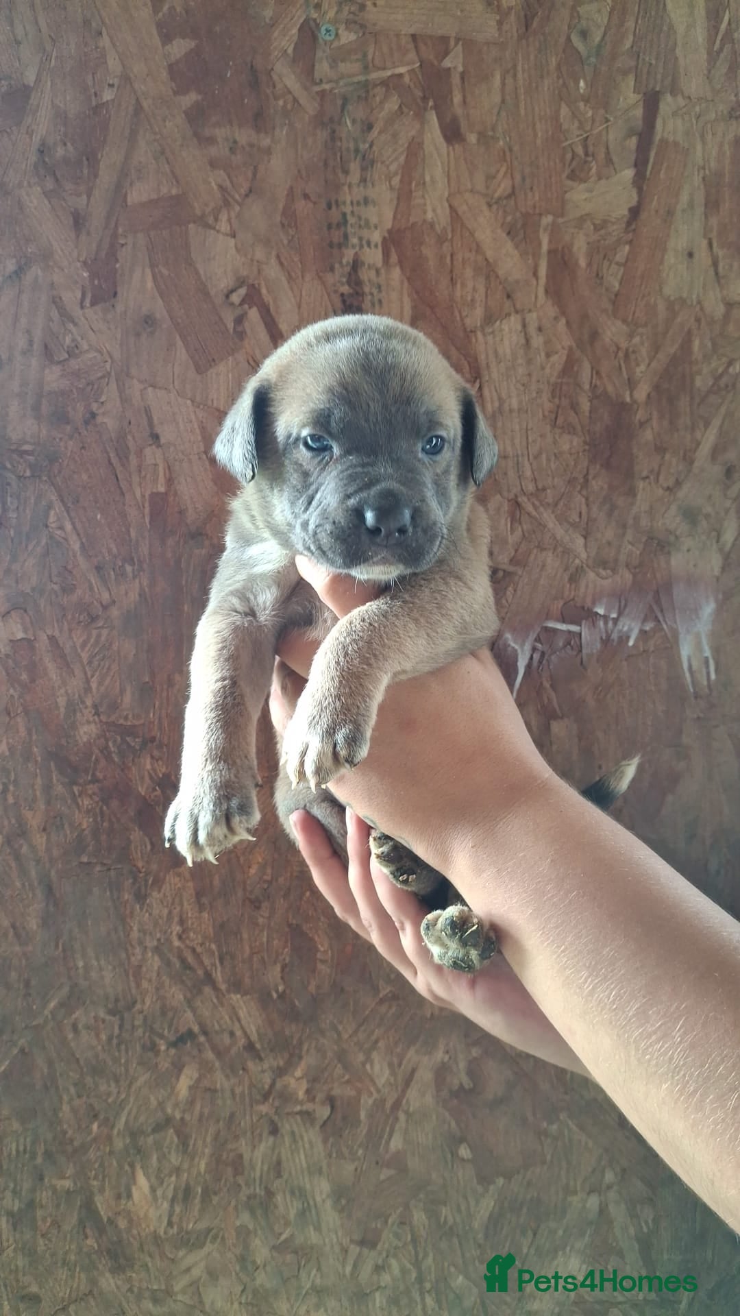 Mixed Breed dogs for sale: Belgian malinois/ border collie  - Image 33