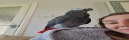 Parrots birds for sale: We can help! Any Parrots needing a new home!  - Advert 2