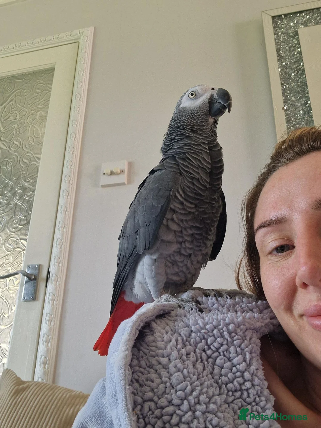 Parrots birds for sale: We can help! Any Parrots needing a new home!  - Advert 2