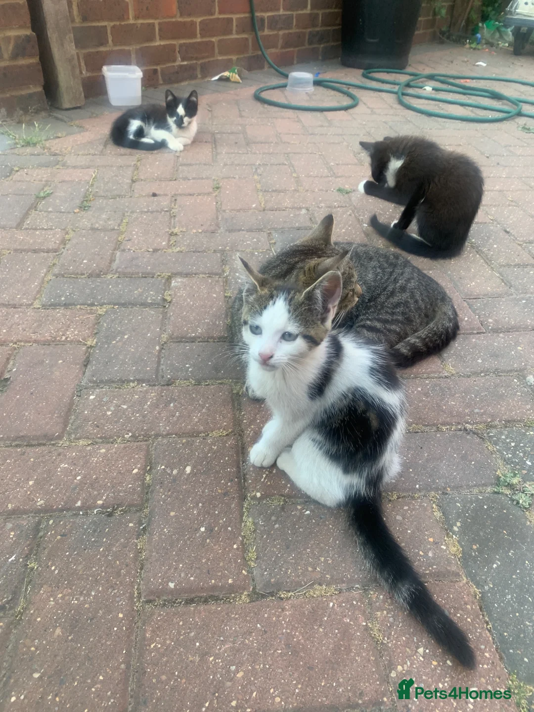 Mixed Breed cats for sale: Gorgeous Tabby Kittens - 3 Left - Advert 2