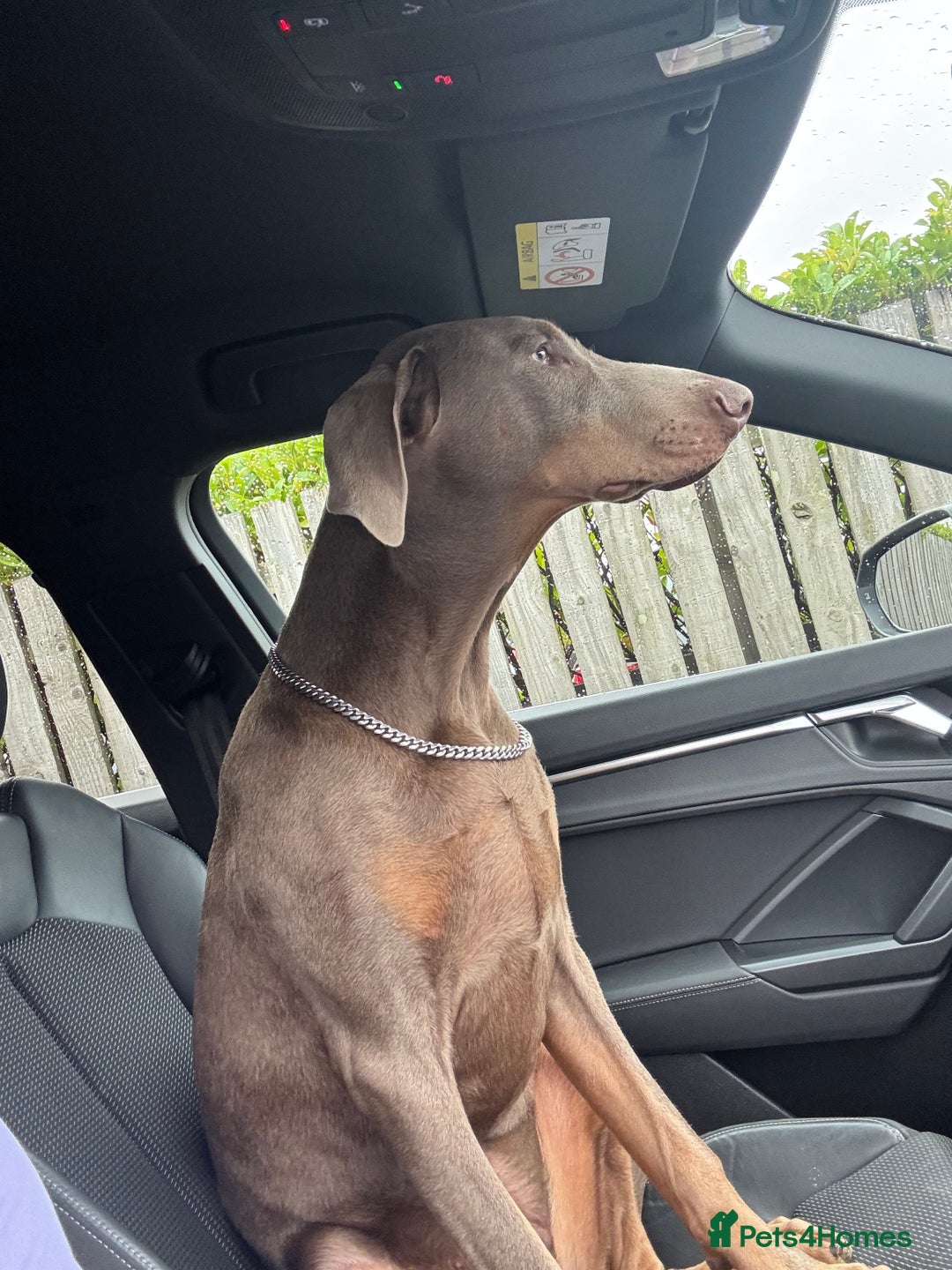 Dobermann dogs for sale: Doberman for rehoming  - Advert 3