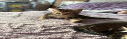 Domestic Shorthair cats for sale: Kittens for sale  - Advert 3
