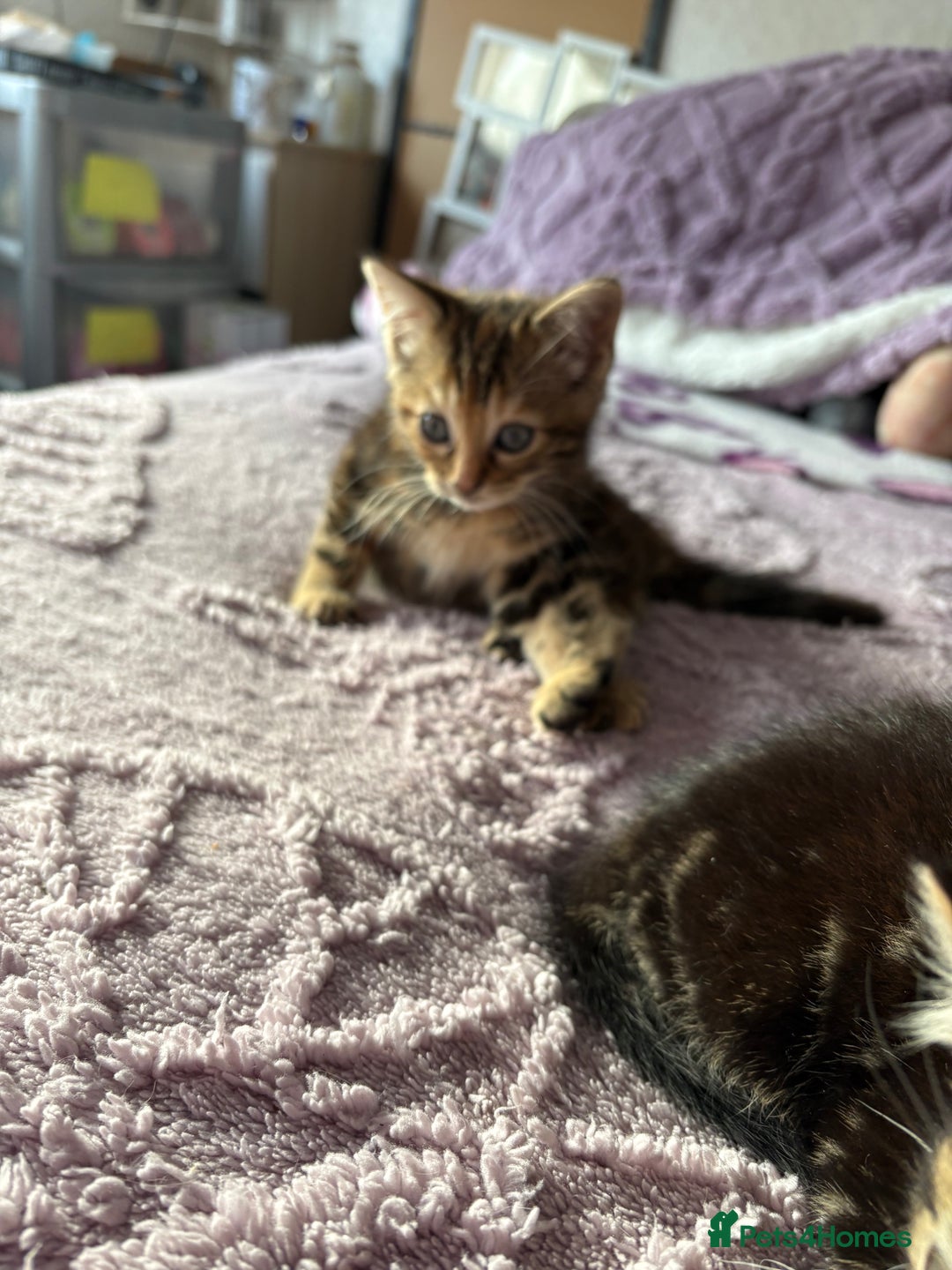 Domestic Shorthair cats for sale: Kittens for sale  - Advert 3