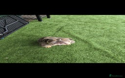 English Bulldog dogs for sale: British bulldog  - Image 2