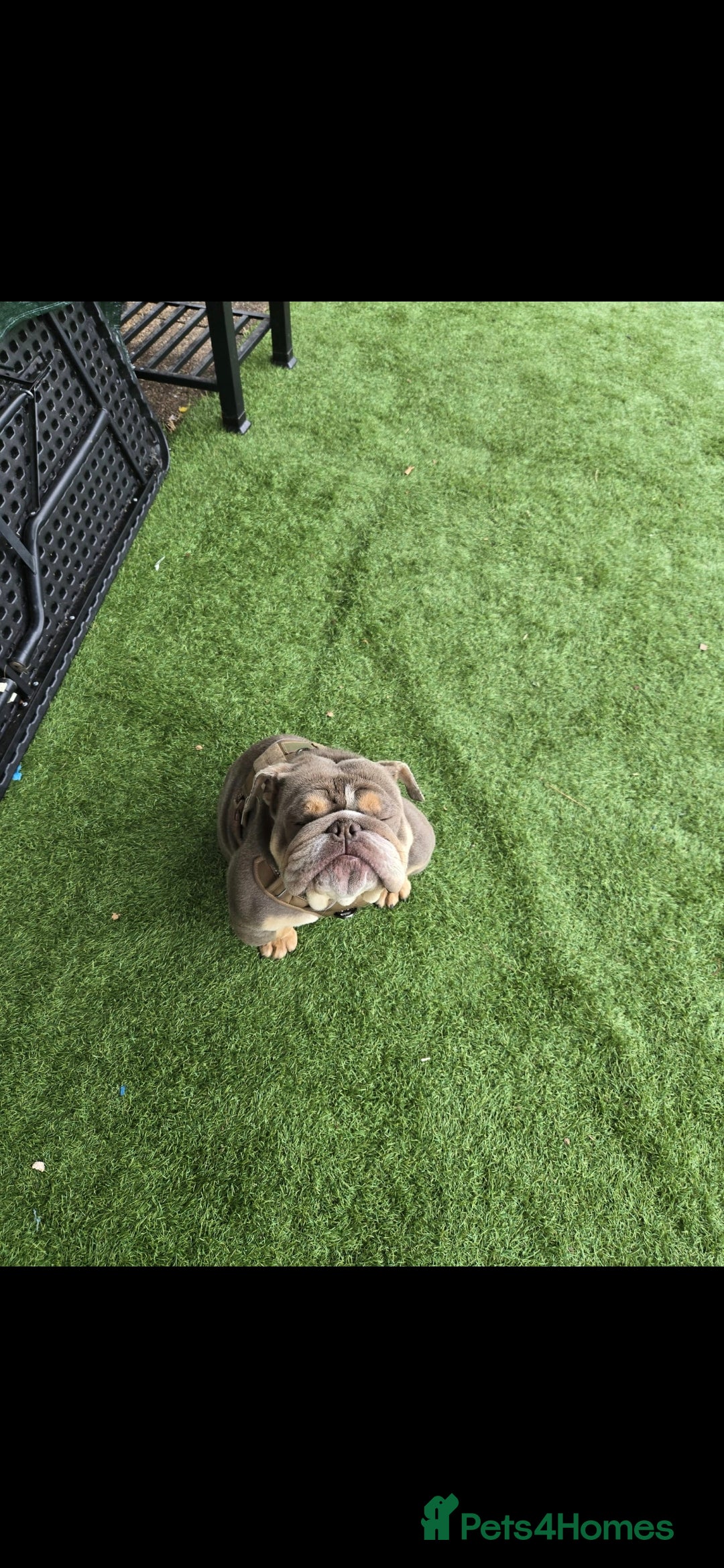 English Bulldog dogs for sale: British bulldog  - Image 2