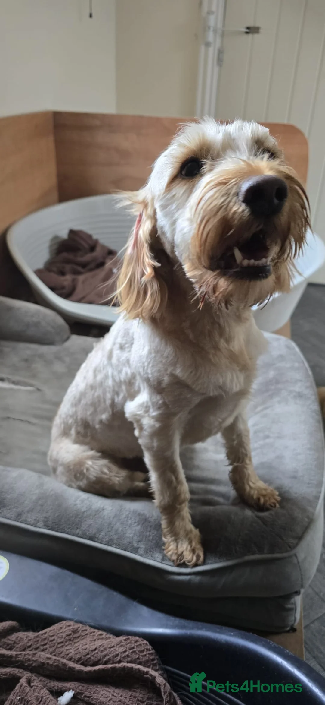 Cockapoo dogs for sale: Meet Almost 2 year old Cockerpoo Seamus - Advert 3