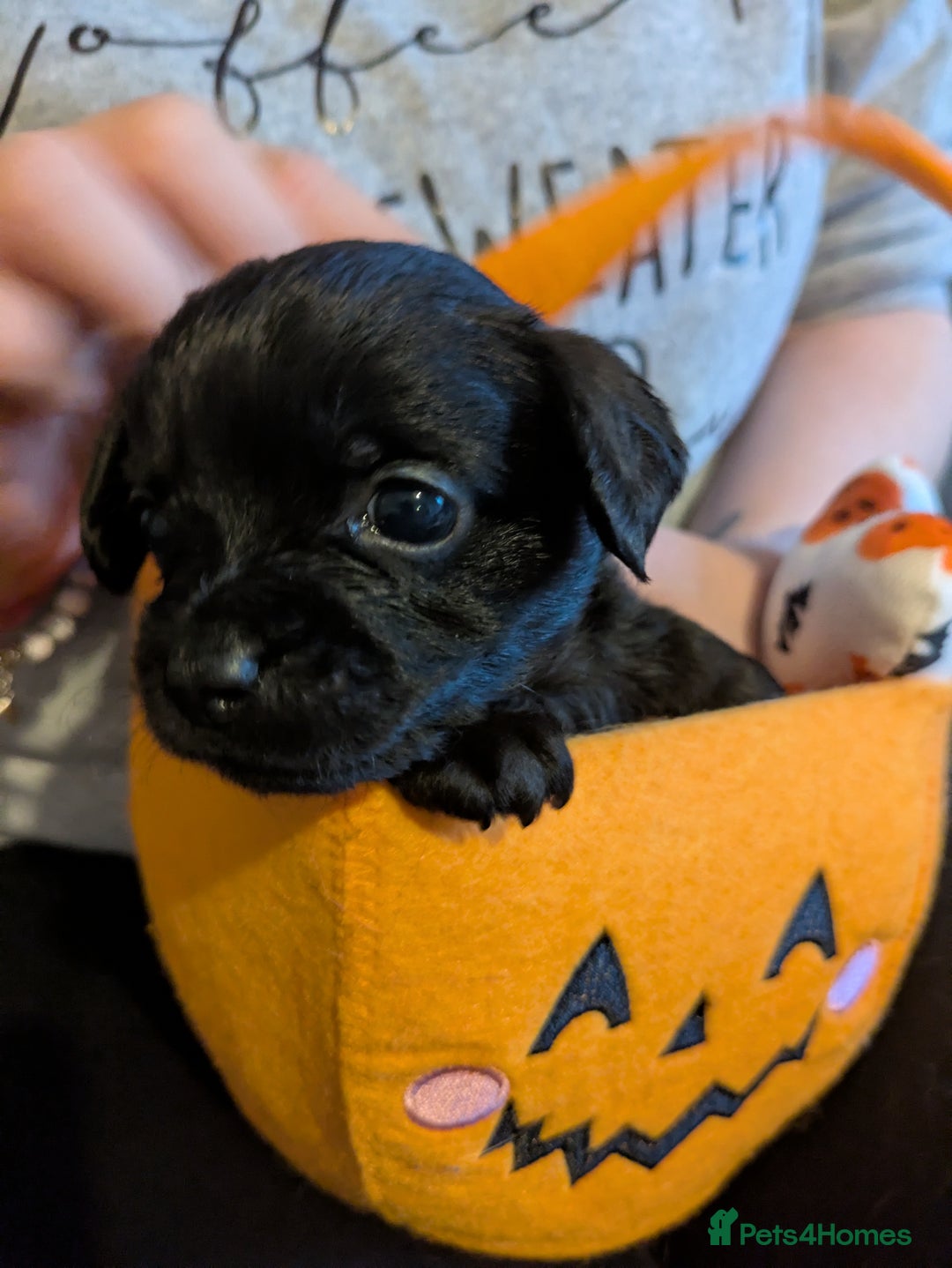 Chipoo dogs for sale: Health tested, non shed chipoos - Image 21
