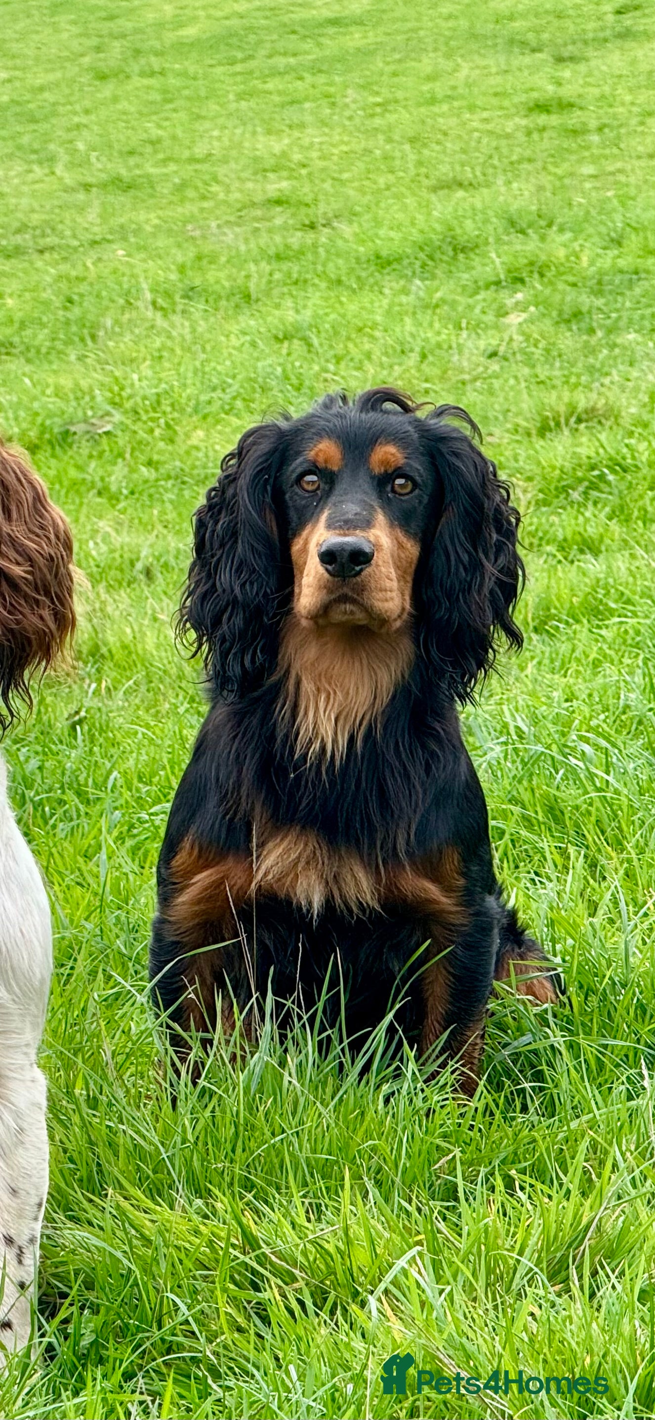Cocker Spaniel dogs Working Cocker - For Stud - Advert 14