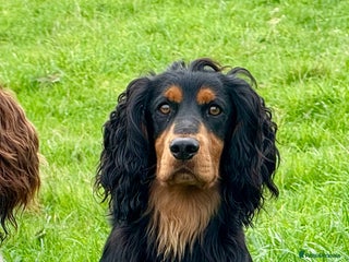 Cocker Spaniel dogs Working Cocker - For Stud - Advert 14