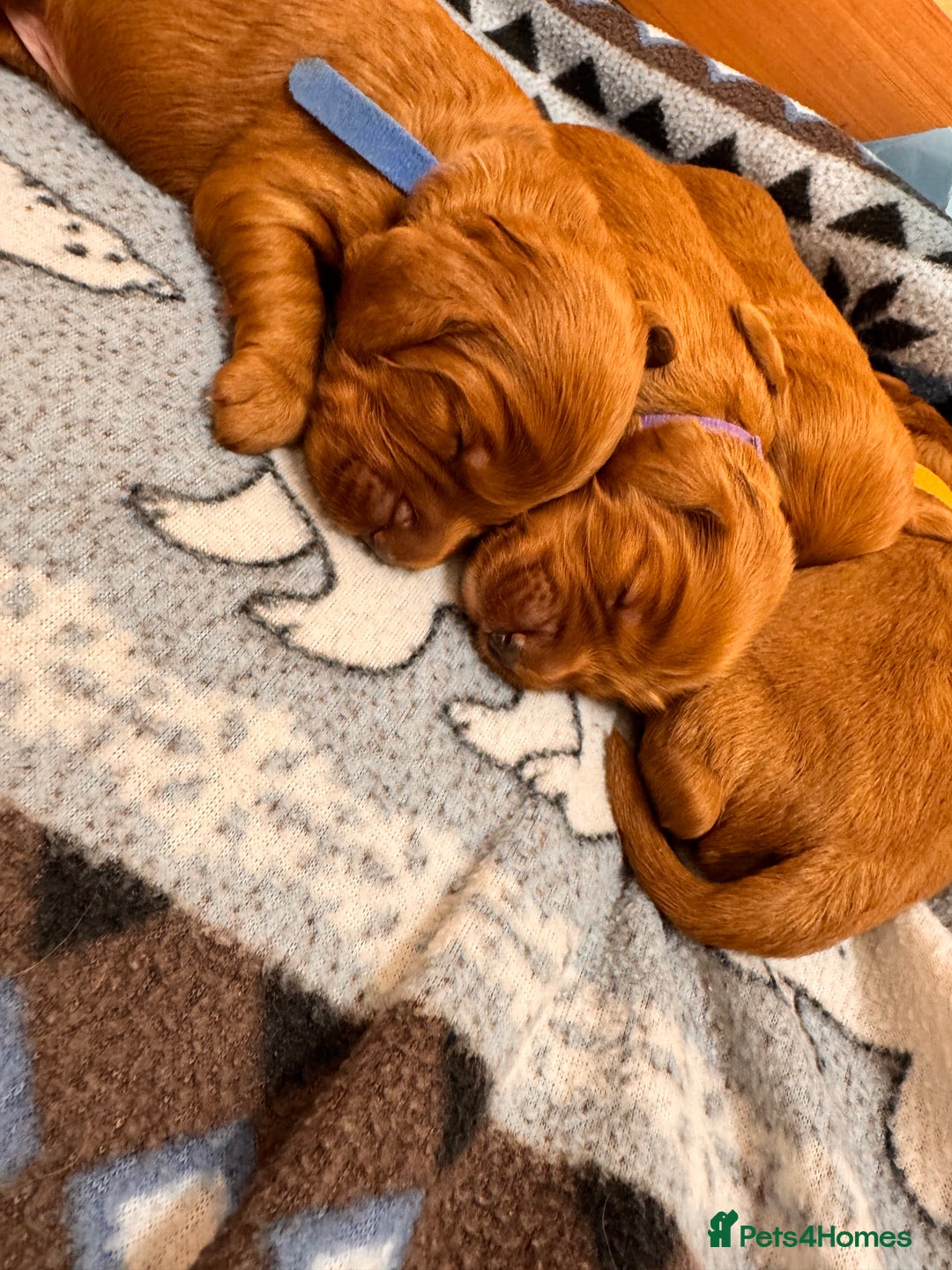 Cockapoo dogs for sale: Beautiful Deep Red Cockerpoo Litter Health Checked - Advert 5