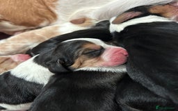 Basset Hound dogs for sale: Basset hound puppies for sale!! KC reg. - Image 5
