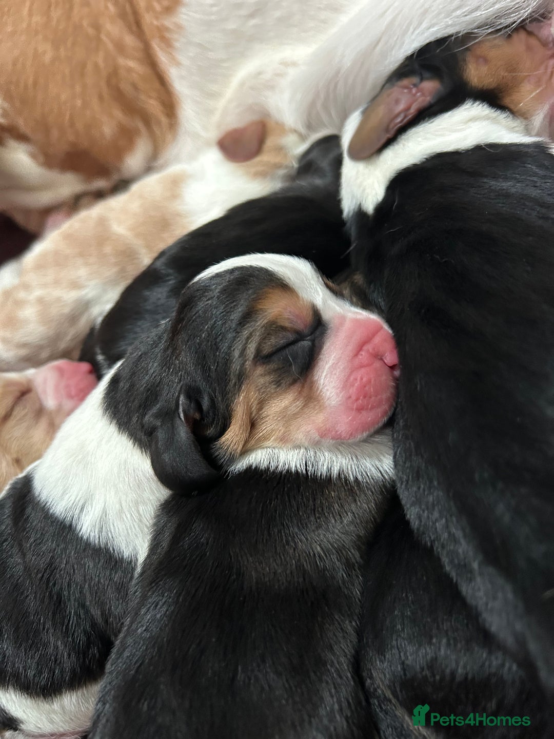 Basset Hound dogs for sale: Basset hound puppies for sale!! KC reg. - Image 5