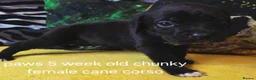 Cane Corso dogs for sale: Beautiful cane corso puppies - Advert 7