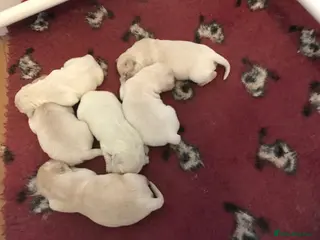 Golden Retriever dogs Kc reg beautiful puppies - Advert 2