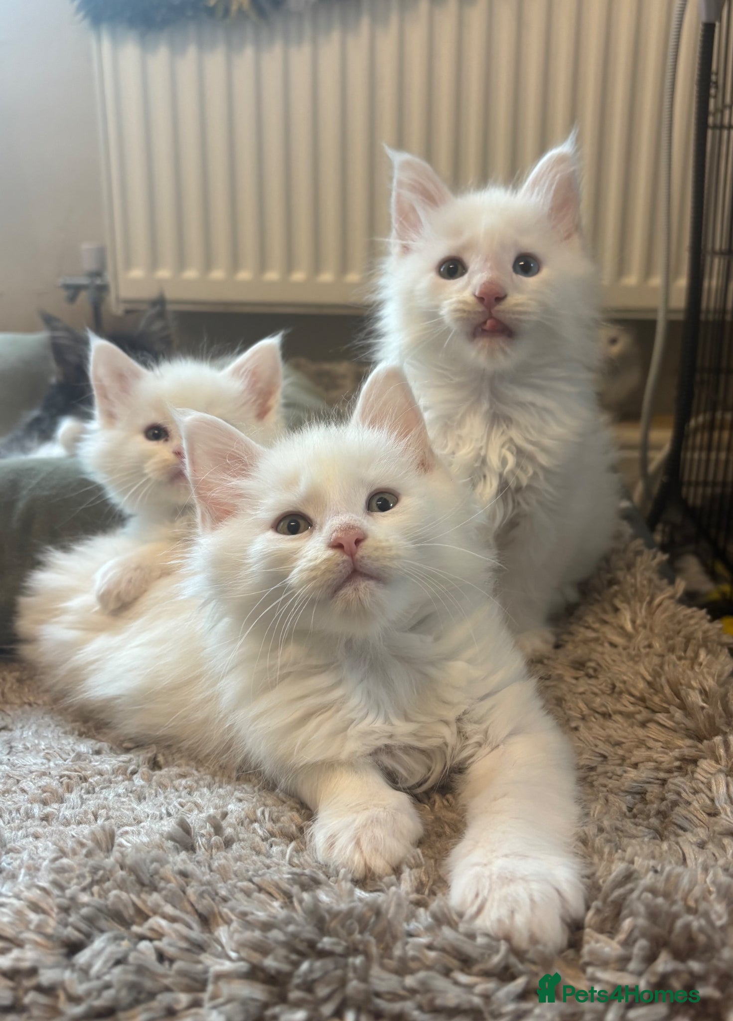 Maine Coon cats for sale: Maine coon kittens for sale. Some polydactyl.  in Trimdon Station - Advert 17