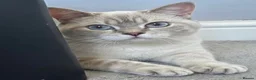 British Shorthair cats for sale: Beautiful British Shorthair kittens - Advert 3
