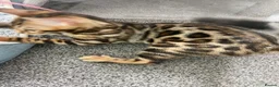 Bengal cats for sale: LAST THREE Ready now GCCF REGISTERED  - Advert 39
