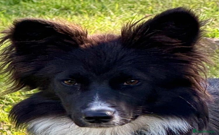 Border Collie dogs - Advert 1