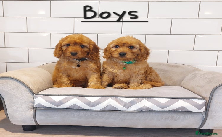 Cavapoo dogs - Advert 3