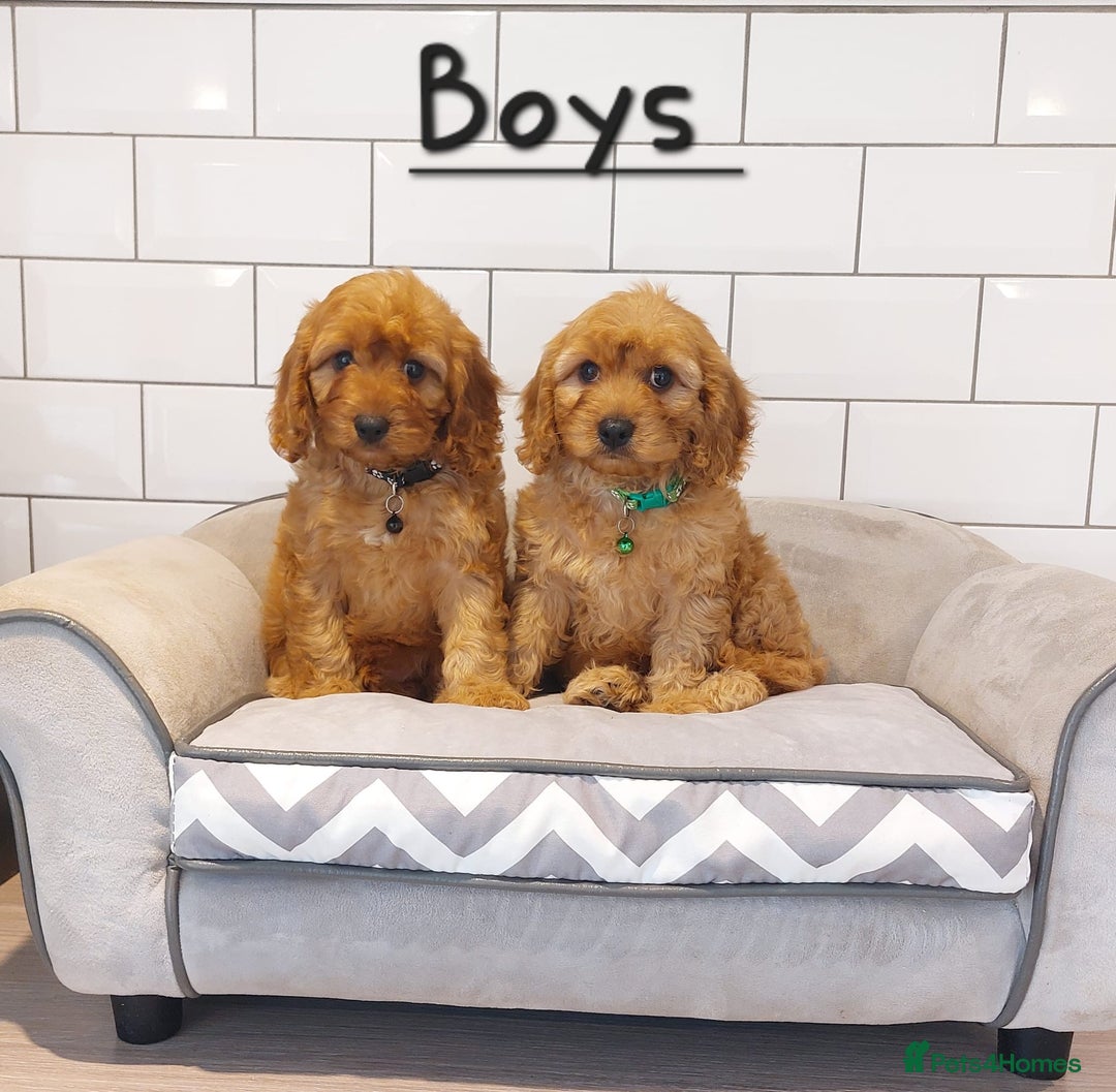 Cavapoo dogs for sale: Cavapoo F1 puppies  - Image 1