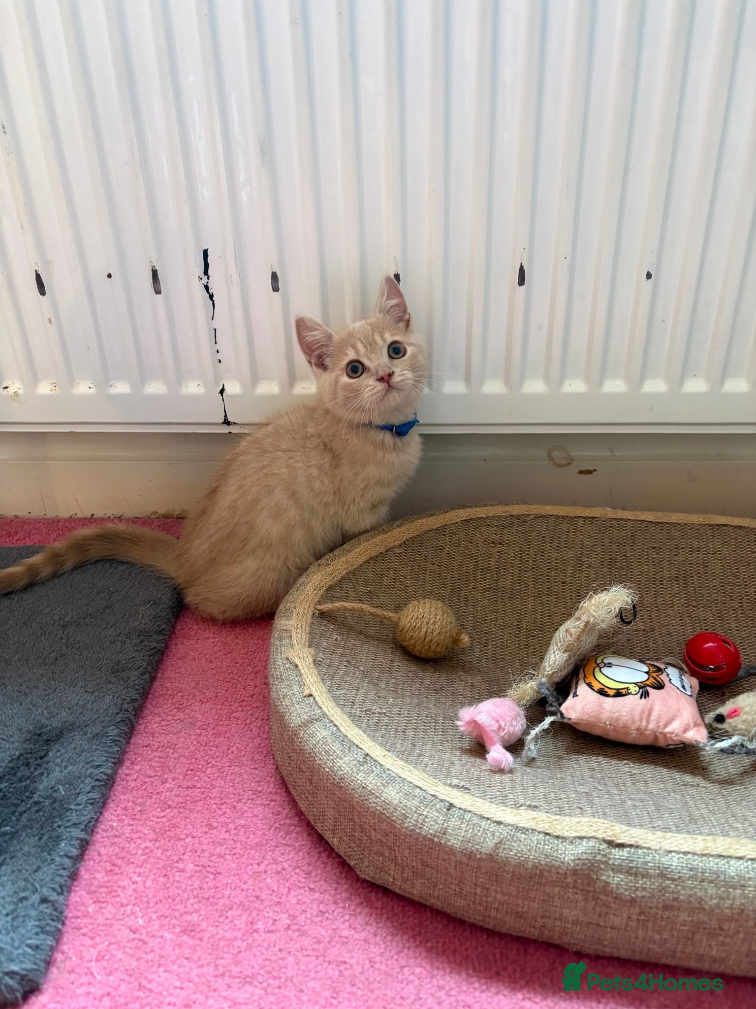 British Shorthair cats British Short Hair kittens for sale READY TO GO - Advert 2