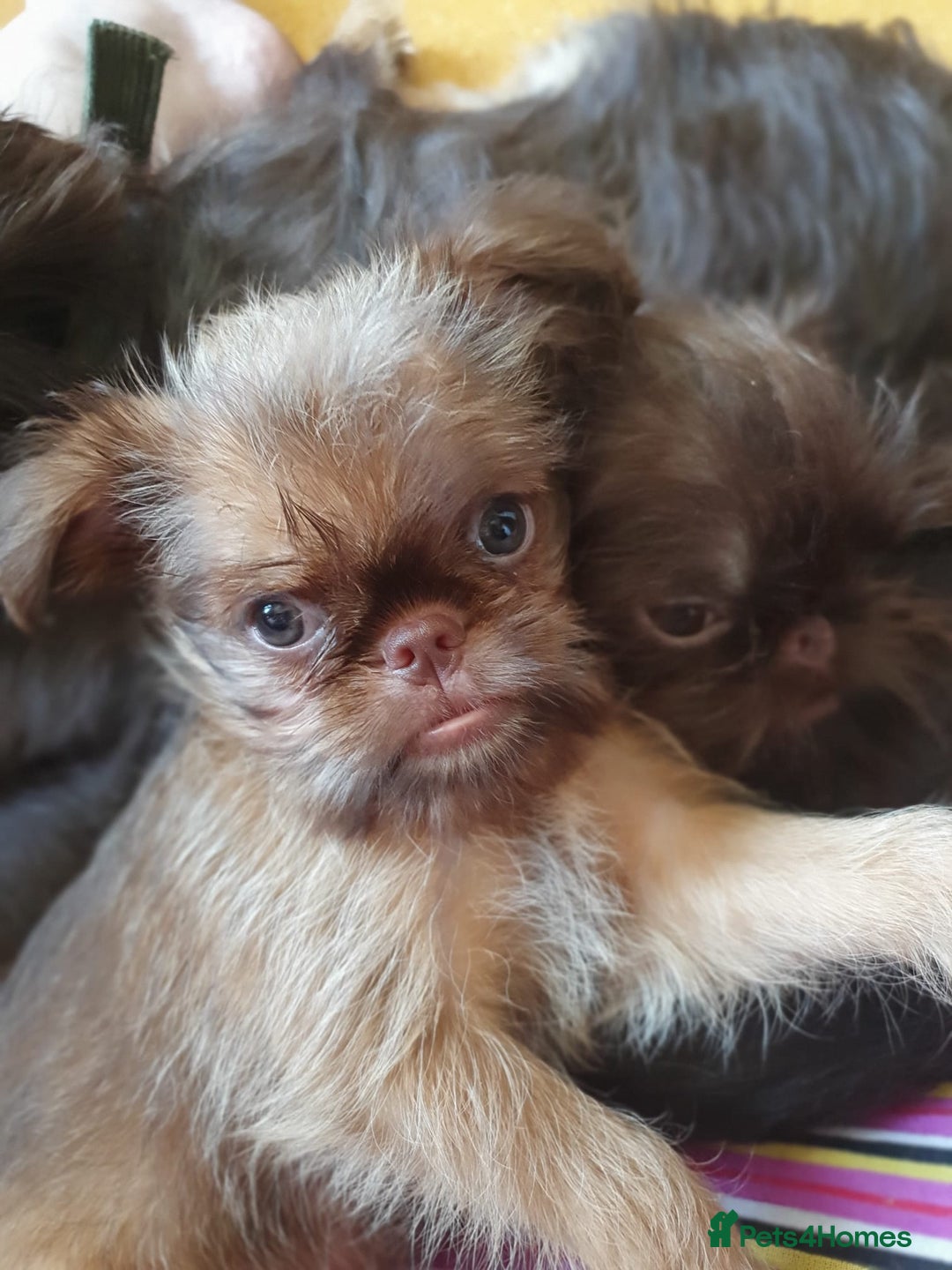 Griffon Bruxellois dogs for sale: One Beautiful Girl - Advert 4