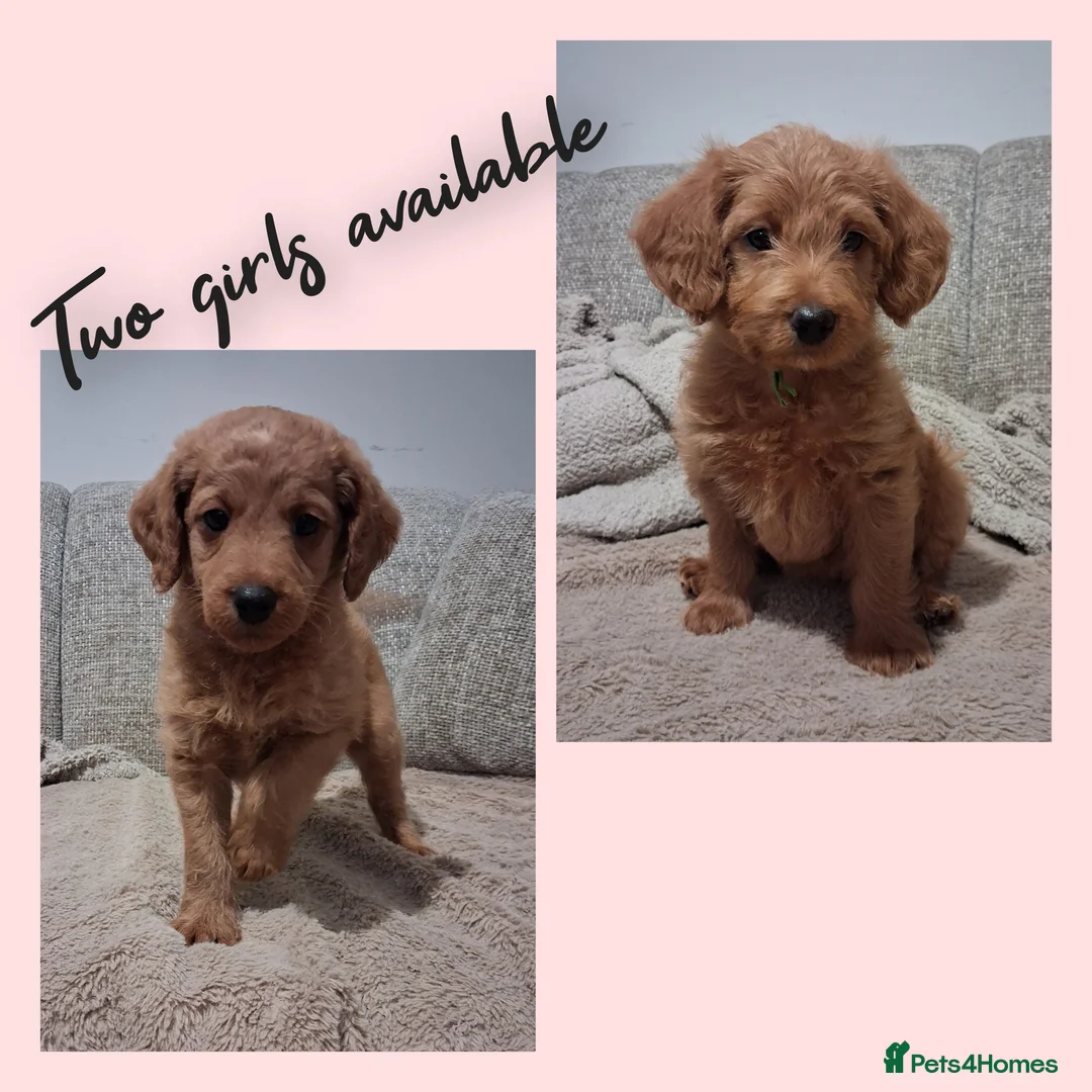 Labradoodle dogs for sale: READY to leave - Miniature F1b Labradoodles - Advert 1