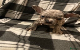 French Bulldog dogs for sale: Beautiful French bull dog puppies  - Advert 12