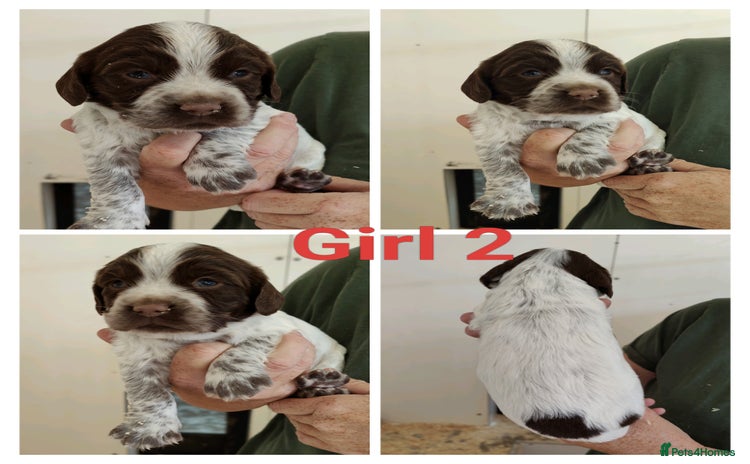 Sprocker dogs - Advert 10