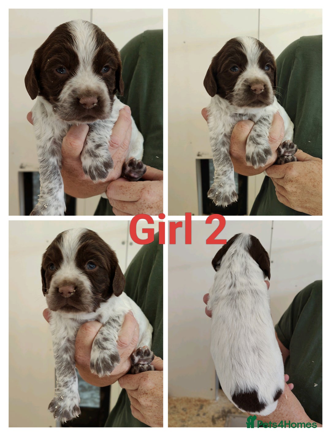 Sprocker dogs for sale: Lovely Sprocker Puppies  - Image 1