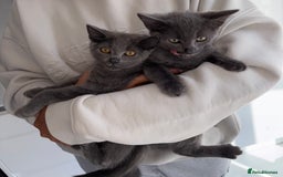 Mixed Breed cats for sale: 2 Grey Kittens  - Image 4