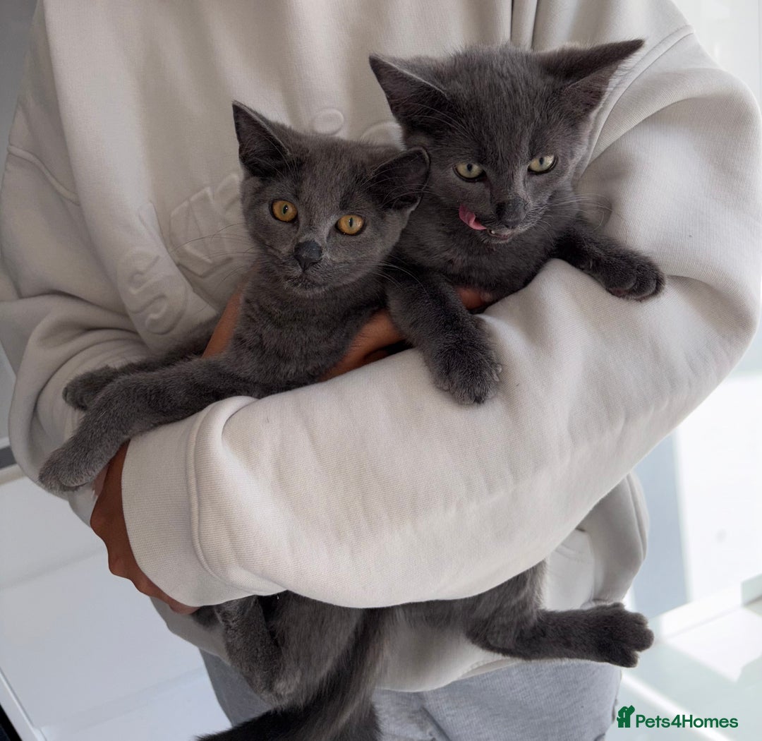 Mixed Breed cats for sale: 2 Grey Kittens  - Image 4