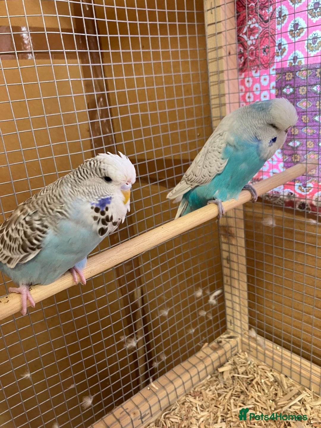 Budgerigars birds for sale: Young & Adult Budgies For Sale - Image 9