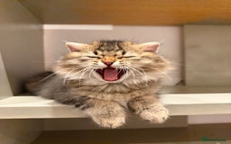 British Longhair cats for sale: British long hair  - Image 2