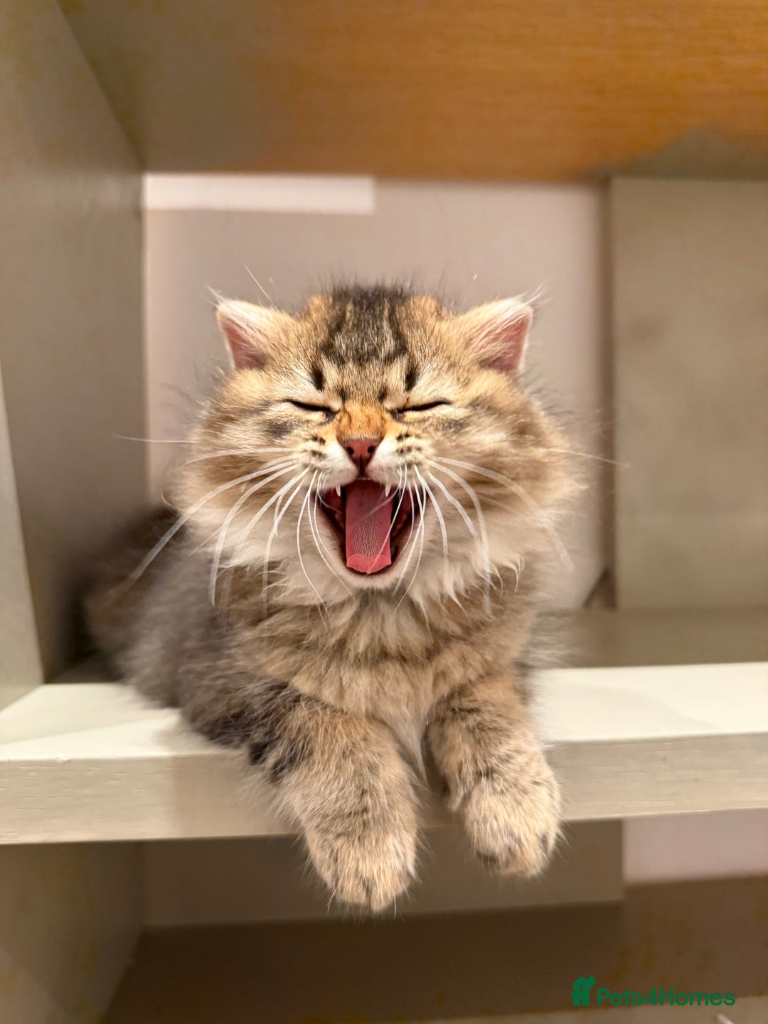 British Longhair cats for sale: British long hair  - Image 2