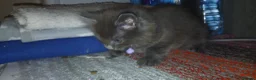 Mixed Breed cats for sale: Litter of 3 looking for new forever homes - Advert 4