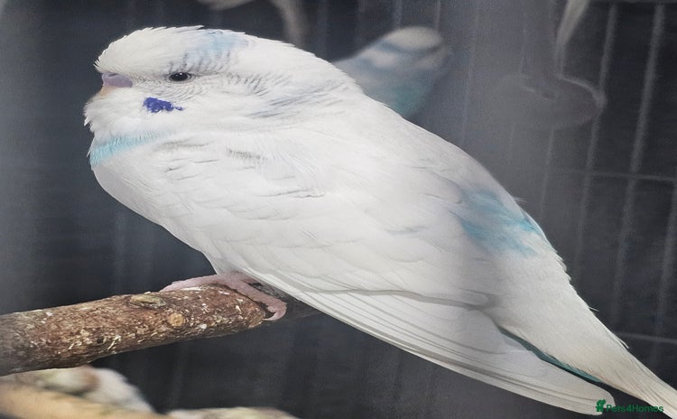 Budgerigars birds - Advert 2