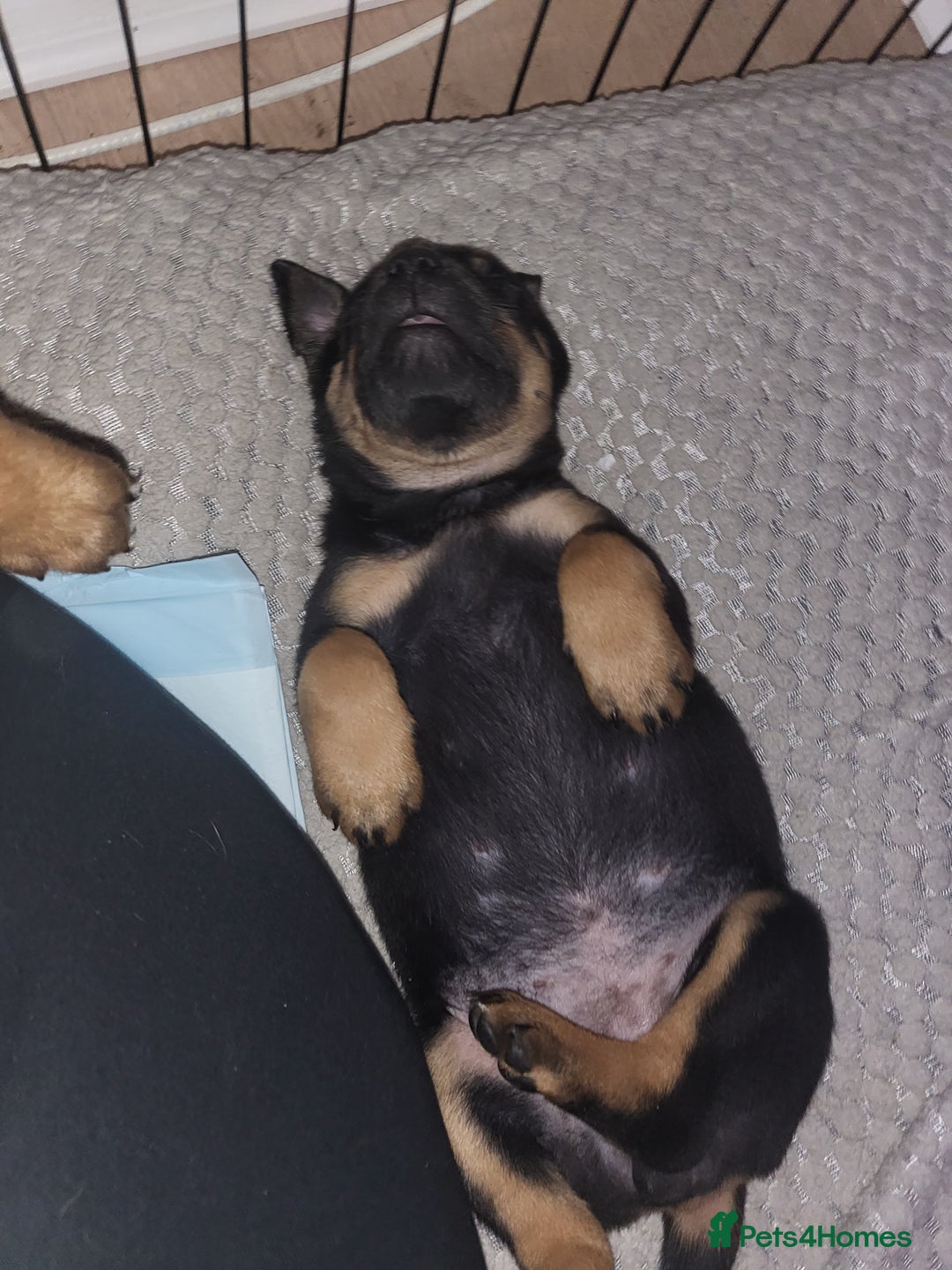 Mixed Breed dogs for sale: Beautiful Ridgeback Staffy x Rottweiler Puppies - Advert 22