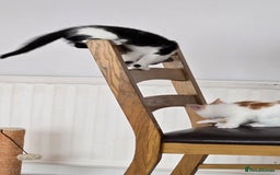 Mixed Breed cats for sale:  Blue eyes Flower pattern mark unique kitten  - Image 33