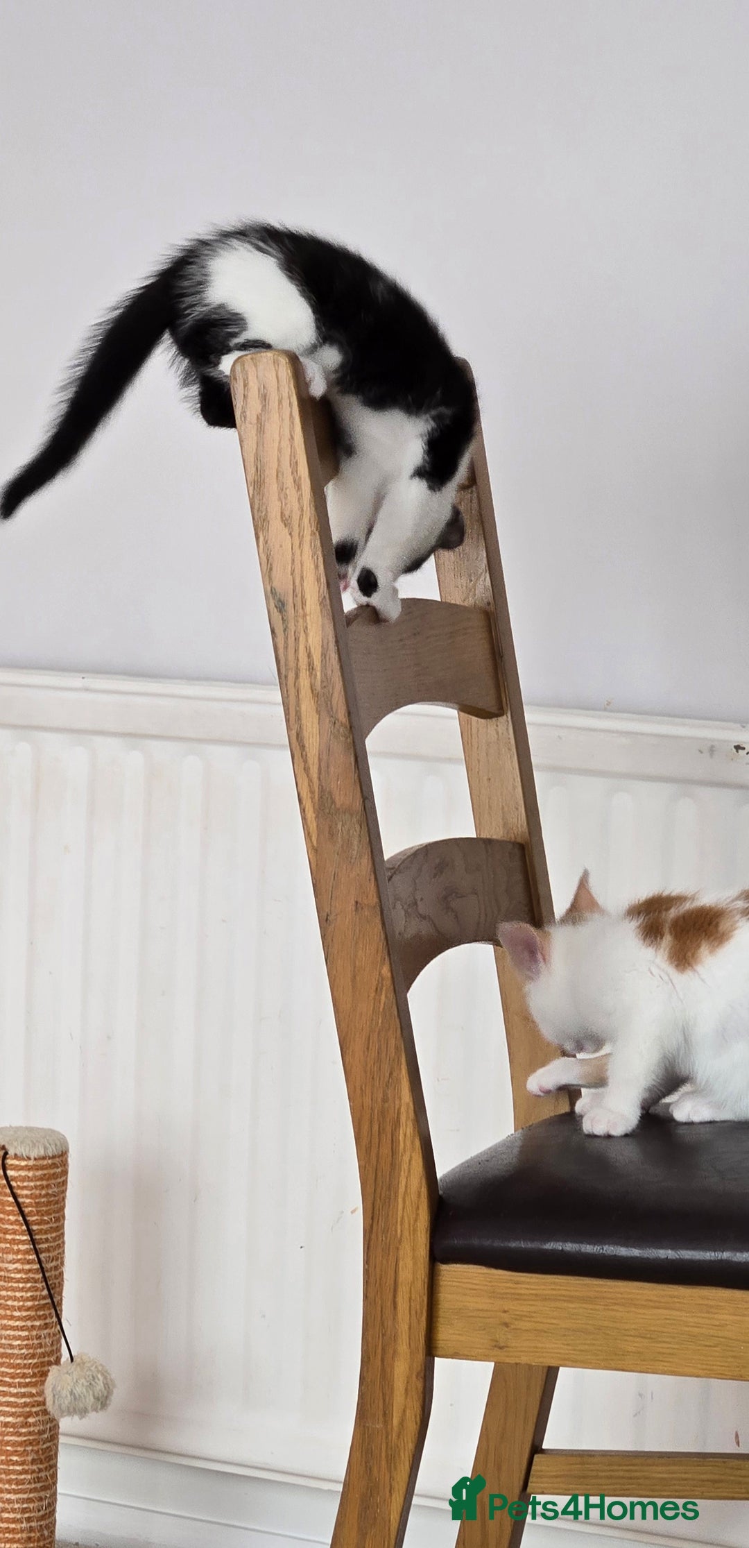 Mixed Breed cats for sale:  Blue eyes Flower pattern mark unique kitten  - Image 33