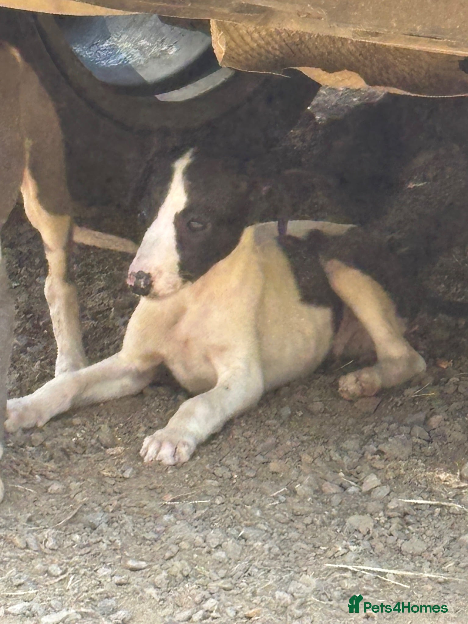 Whippet dogs Last KC whippet boy pup - Advert 2