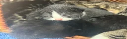 Mixed Breed cats for sale: Beautiful kittens  in Woking - Advert 16