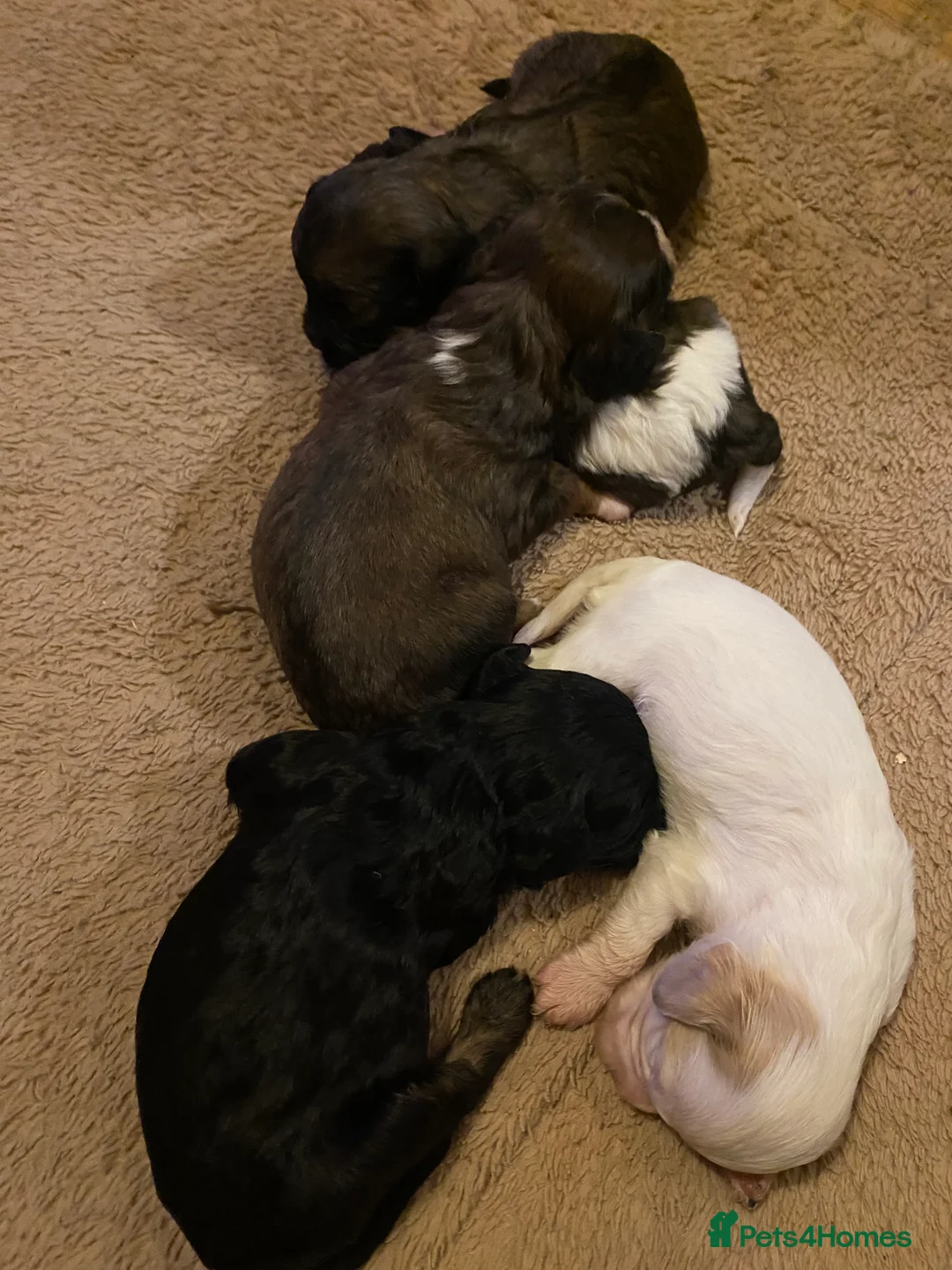 Toy Poodle dogs for stud: Stunning Sable Phantom Parti Toy Stud, DNA Tested in Market Drayton - Advert 9