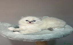 Ragdoll cats for sale: Registered Ragdolls kittens for sale - Image 12
