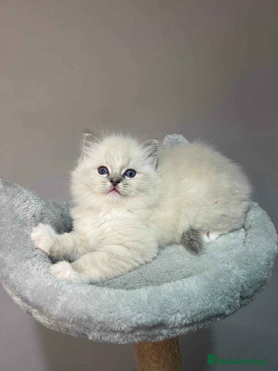 Ragdoll cats for sale: Registered Ragdolls kittens for sale - Image 12